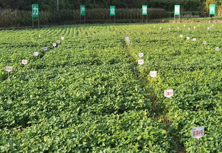 丽星水晶鲜粉生产线助力重庆彭水中国苕粉之都建设